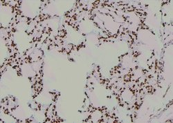 Invitrogen Phospho-NBS1 (Ser432) Polyclonal Antibody 100 &mu;L; Unconjugated:Antibodies,