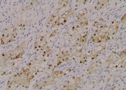 Invitrogen Phospho-MiTF (Ser414) Polyclonal Antibody 100 &mu;L; Unconjugated:Antibodies,