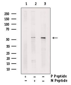 Invitrogen Phospho-MiTF (Ser414) Polyclonal Antibody 100 &mu;L; Unconjugated:Antibodies,