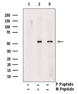 Invitrogen Phospho-MiTF (Ser516) Polyclonal Antibody 100 &mu;L | Buy Online | Invitrogen&trade; | Fisher Scientific