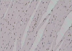 Invitrogen Phospho-ROCK2 (Ser1379) Polyclonal Antibody 100 &mu;L; Unconjugated:Antibodies,