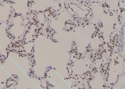 Invitrogen Phospho-ROCK2 (Ser1379) Polyclonal Antibody 100 &mu;L; Unconjugated:Antibodies,