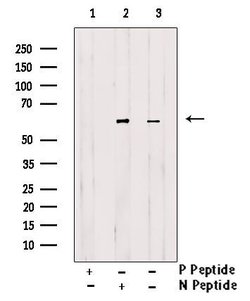 Invitrogen Phospho-ATG13 (Thr24) Polyclonal Antibody 100 &mu;L; Unconjugated:Antibodies,