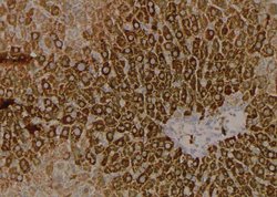 Invitrogen Phospho-VAMP4 (Ser88) Polyclonal Antibody 100 &mu;L; Unconjugated:Antibodies,