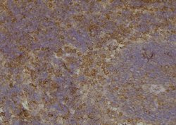 Invitrogen Phospho-VAMP4 (Ser88) Polyclonal Antibody 100 &mu;L; Unconjugated:Antibodies,