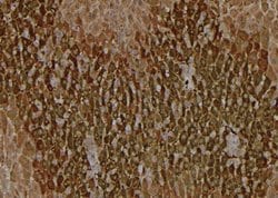 Invitrogen Phospho-VAMP4 (Ser88) Polyclonal Antibody 100 &mu;L; Unconjugated:Antibodies,
