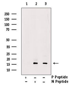Invitrogen Phospho-VAMP4 (Ser88) Polyclonal Antibody 100 &mu;L; Unconjugated:Antibodies,