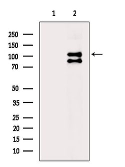 Invitrogen Phospho-ULK1 (Ser450) Polyclonal Antibody 100 &mu;L; Unconjugated:Antibodies,