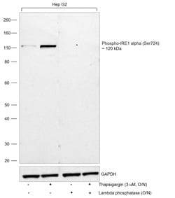 Invitrogen Phospho-IRE1 alpha (Ser724) Polyclonal Antibody 100 &mu;L; Unconjugated:Antibodies,