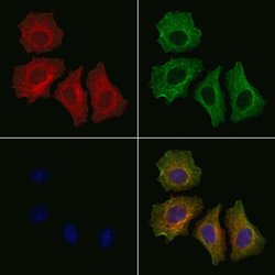 Invitrogen Phospho-IRE1 alpha (Tyr628) Polyclonal Antibody 100 &mu;L; Unconjugated:Antibodies,