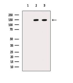 Invitrogen Phospho-SF3B1 (Thr211) Polyclonal Antibody 100 μL; Unconjugated:Antibodies,