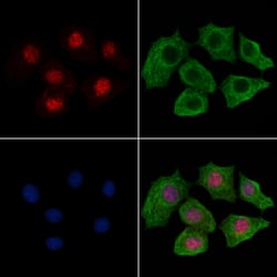 Invitrogen Phospho-MSK2 (Ser360) Polyclonal Antibody 100 &mu;L; Unconjugated:Antibodies,