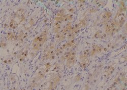 Invitrogen Phospho-MSK2 (Ser360) Polyclonal Antibody 100 &mu;L; Unconjugated:Antibodies,