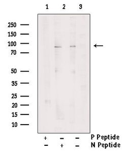 Invitrogen Phospho-MSK2 (Ser360) Polyclonal Antibody 100 &mu;L; Unconjugated:Antibodies,