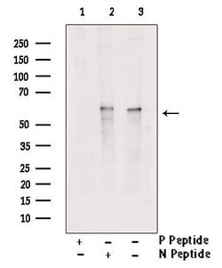 Invitrogen Phospho-STAM2 (Tyr371) Polyclonal Antibody 100 &mu;L; Unconjugated:Antibodies,
