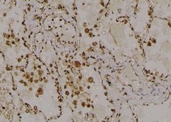 Invitrogen Phospho-RAD17 (Ser359) Polyclonal Antibody 100 &mu;L; Unconjugated:Antibodies,