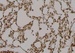 Invitrogen Phospho-RAD17 (Ser359) Polyclonal Antibody 100 &mu;L; Unconjugated:Antibodies,