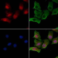 Invitrogen Phospho-RAD17 (Ser359) Polyclonal Antibody 100 &mu;L; Unconjugated:Antibodies,