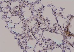 Invitrogen Phospho-RAD17 (Ser86) Polyclonal Antibody 100 &mu;L; Unconjugated:Antibodies,