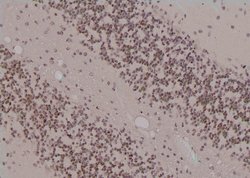Invitrogen Phospho-RAD17 (Ser86) Polyclonal Antibody 100 &mu;L; Unconjugated:Antibodies,