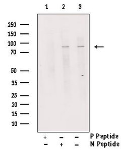 Invitrogen Phospho-RAD17 (Ser86) Polyclonal Antibody 100 &mu;L; Unconjugated:Antibodies,