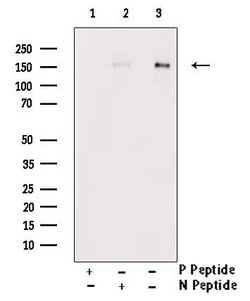 Invitrogen Phospho-NFAT5 (Ser145) Polyclonal Antibody 100 μL; Unconjugated:Antibodies,