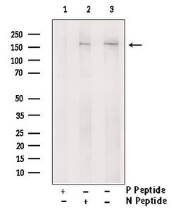 Invitrogen Phospho-NFAT5 (Ser134) Polyclonal Antibody 100 &mu;L; Unconjugated:Antibodies,