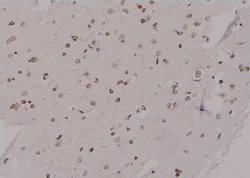 Invitrogen Phospho-KIF20A (Tyr869) Polyclonal Antibody 100 &mu;L; Unconjugated:Antibodies,