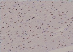 Invitrogen Phospho-KIF20A (Tyr869) Polyclonal Antibody 100 &mu;L; Unconjugated:Antibodies,