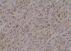 Invitrogen Phospho-MPZL1 (Tyr260) Polyclonal Antibody 100 &mu;L; Unconjugated:Antibodies,