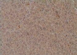 Invitrogen Phospho-MPZL1 (Tyr260) Polyclonal Antibody 100 &mu;L; Unconjugated:Antibodies,