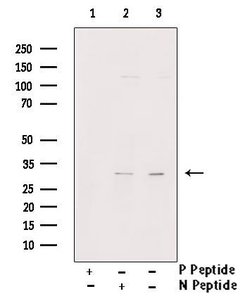 Invitrogen Phospho-MPZL1 (Tyr260) Polyclonal Antibody 100 &mu;L; Unconjugated:Antibodies,