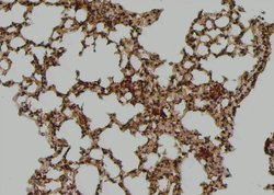 Invitrogen Phospho-LATS1 (Thr1079) Polyclonal Antibody 100 &mu;L; Unconjugated:Antibodies,