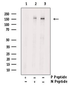 Invitrogen Phospho-LATS1 (Ser909) Polyclonal Antibody 100 &mu;L; Unconjugated:Antibodies,
