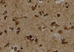 Invitrogen Phospho-LDHA (Tyr239) Polyclonal Antibody 100 μL; Unconjugated:Antibodies,