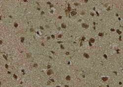 Invitrogen Phospho-LDHA (Tyr239) Polyclonal Antibody 100 μL; Unconjugated:Antibodies,