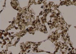 Invitrogen Phospho-LDHA (Tyr239) Polyclonal Antibody 100 μL; Unconjugated:Antibodies,