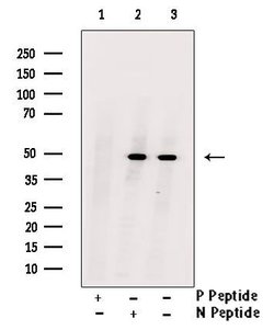 Invitrogen Phospho-c-Myc (Ser293) Polyclonal Antibody 100 &mu;L | Buy Online | Invitrogen&trade; | Fisher Scientific