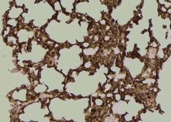 Invitrogen Phospho-TK1 (Tyr181) Polyclonal Antibody 100 μL; Unconjugated:Antibodies,