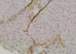 Invitrogen Phospho-ErbB2 (HER-2) (Tyr1005) Polyclonal Antibody 100 μL;