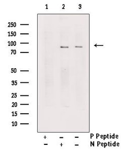 Invitrogen Phospho-TrkA (Tyr791) Polyclonal Antibody 100 μL; Unconjugated:Antibodies,