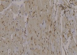 Invitrogen Phospho-ITGB1 (Tyr795) Polyclonal Antibody 100 μL; Unconjugated:Antibodies,