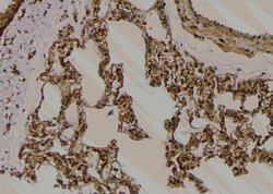 Invitrogen Phospho-ITGB1 (Tyr795) Polyclonal Antibody 100 μL; Unconjugated:Antibodies,
