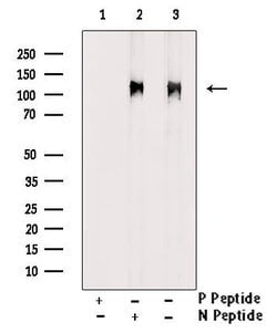 Invitrogen Phospho-ATP1A1 (Tyr260) Polyclonal Antibody 100 &mu;L; Unconjugated:Antibodies,