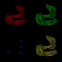 Invitrogen Phospho-ATP1A1 (Tyr542) Polyclonal Antibody 100 &mu;L; Unconjugated:Antibodies,