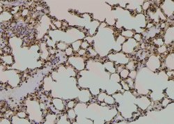 Invitrogen Phospho-ATP1A1 (Tyr542) Polyclonal Antibody 100 &mu;L; Unconjugated:Antibodies,