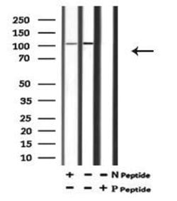 Invitrogen Phospho-ATP1A1 (Tyr542) Polyclonal Antibody 100 &mu;L; Unconjugated:Antibodies,