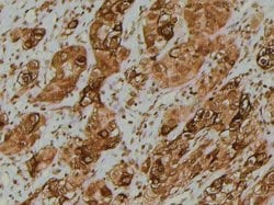 Invitrogen Phospho-eIF4E (Thr210) Polyclonal Antibody 100 &mu;L; Unconjugated:Antibodies,