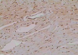 Invitrogen Phospho-eIF4E (Thr210) Polyclonal Antibody 100 &mu;L; Unconjugated:Antibodies,