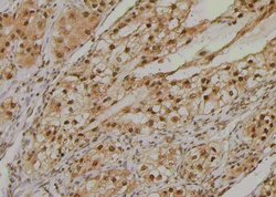 Invitrogen Phospho-NPM1 (Ser10) Polyclonal Antibody 100 &mu;L; Unconjugated:Antibodies,